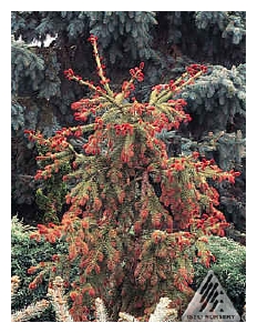 PICEA abies 'Rubra Spicata'